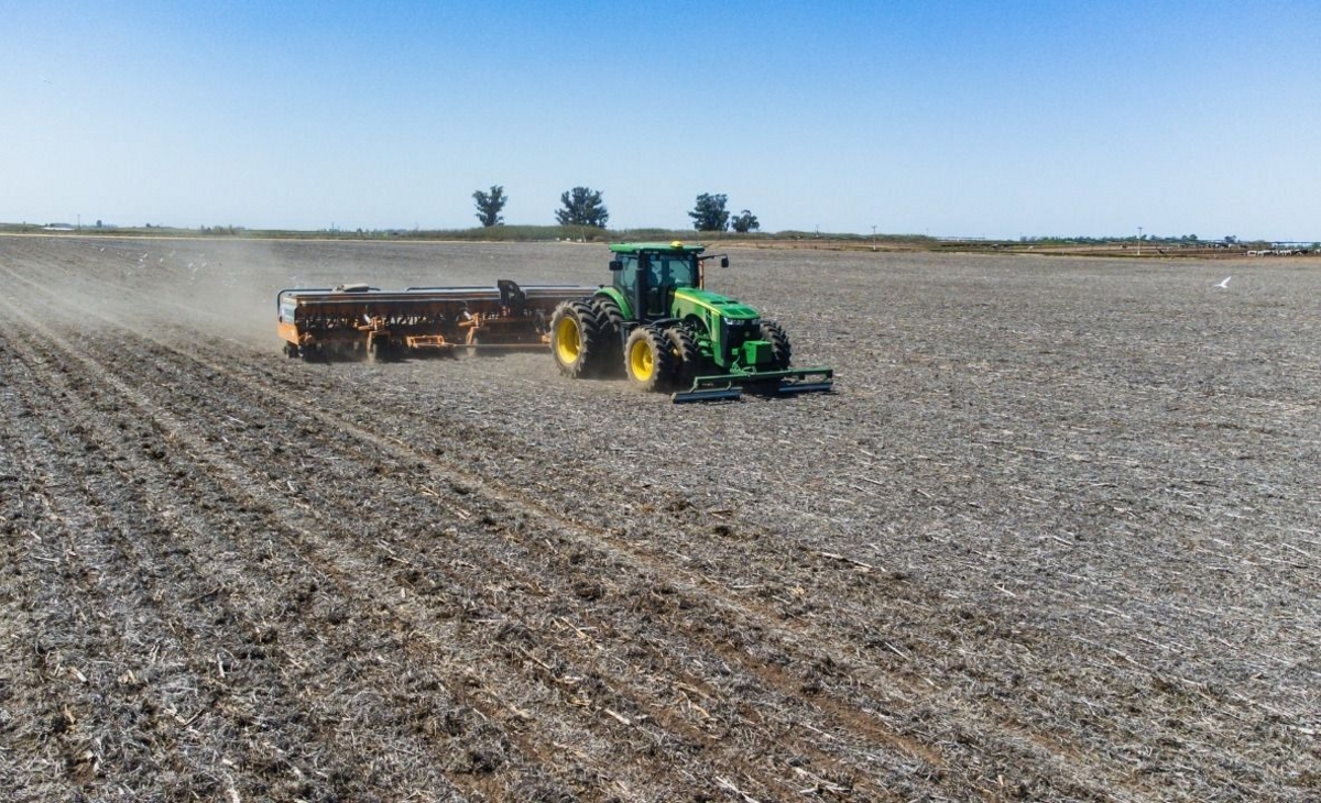 Cayó la siembra de trigo y de maíz, pero creció la soja y el girasol