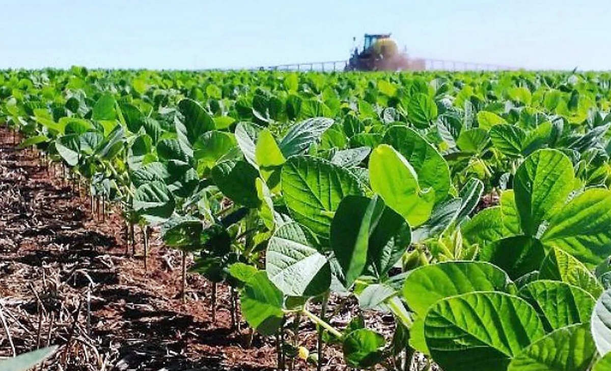 La Pampa líder en rendimiento de soja, maíz, girasol y maní